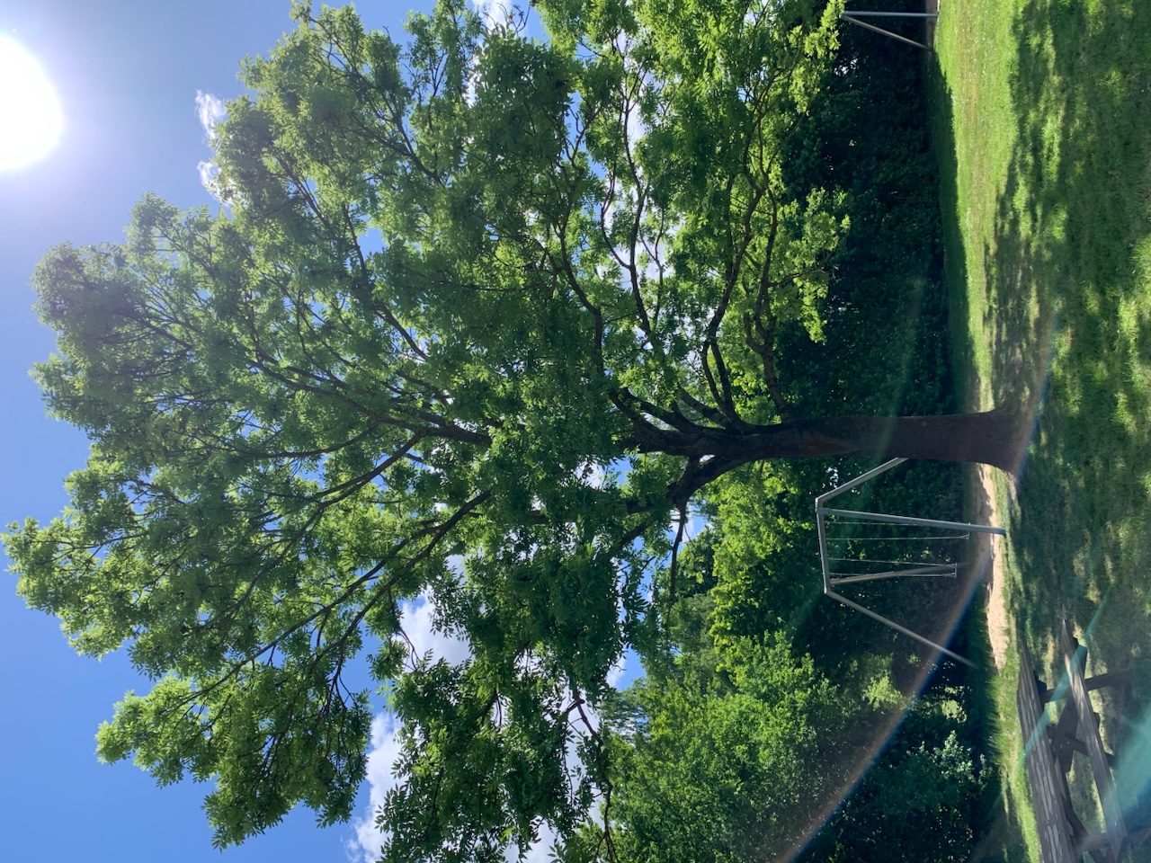 baum-auf-spielplatz.png Ein großer, grüner Baum auf einer Wiese neben einer Schaukel und einer Rutsche unter blauem Himmel mit Sonnenschein.