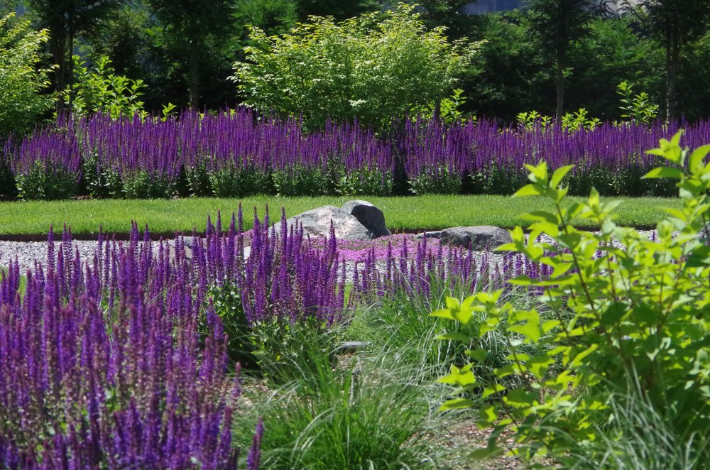 garten-mit-lila-blumen.png Ein gestalteter Garten mit Reihen aus hohen, lila Blütenständen, grünen Rasenstreifen, Steinen und Gebüsch.