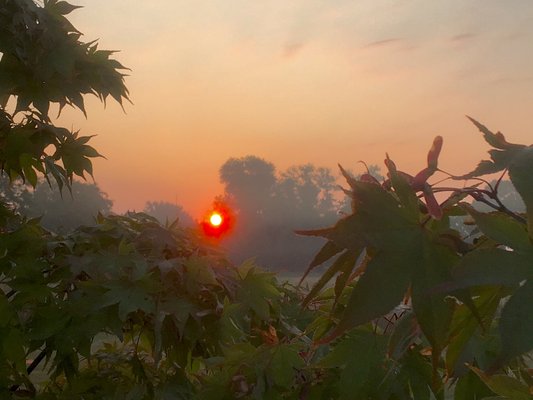 sonnenaufgang.jpg Die tiefrote Sonne geht im Morgendunst hinter Bäumen auf, eingerahmt von den grünen Blättern eines Ahorns im Vordergrund.