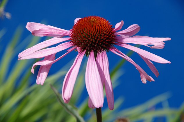 echinacea-bluete-nahaufnahme.png Nahaufnahme einer rosa Sonnenhut-Blüte (Echinacea) mit markantem, orange-braunem Blütenkorb vor strahlend blauem Himmel.