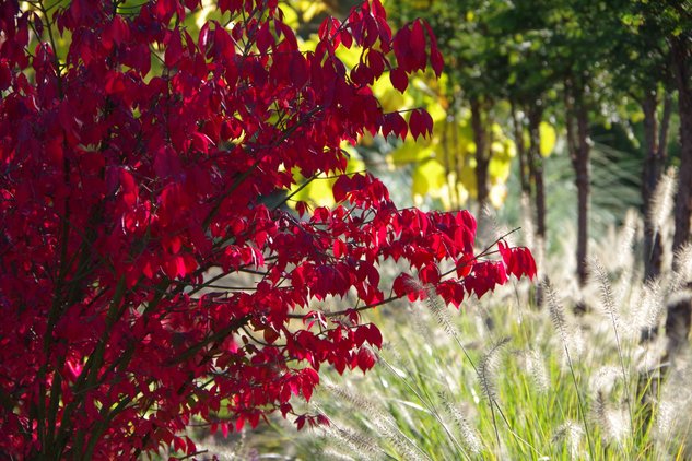 leuchtender-herbststrauch-ziergraeser.jpg Ein Strauch mit intensiv roten Blättern im herbstlichen Gegenlicht neben filigranen Ziergräsern.