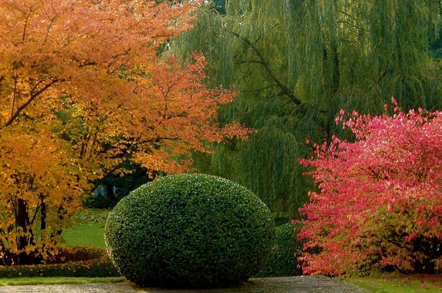 herbstliche-gartenbepflanzung-formgehoelz.png Ein akkurat in Kugelform geschnittener grüner Busch inmitten von farbenfrohen herbstlichen Bäumen und Sträuchern.