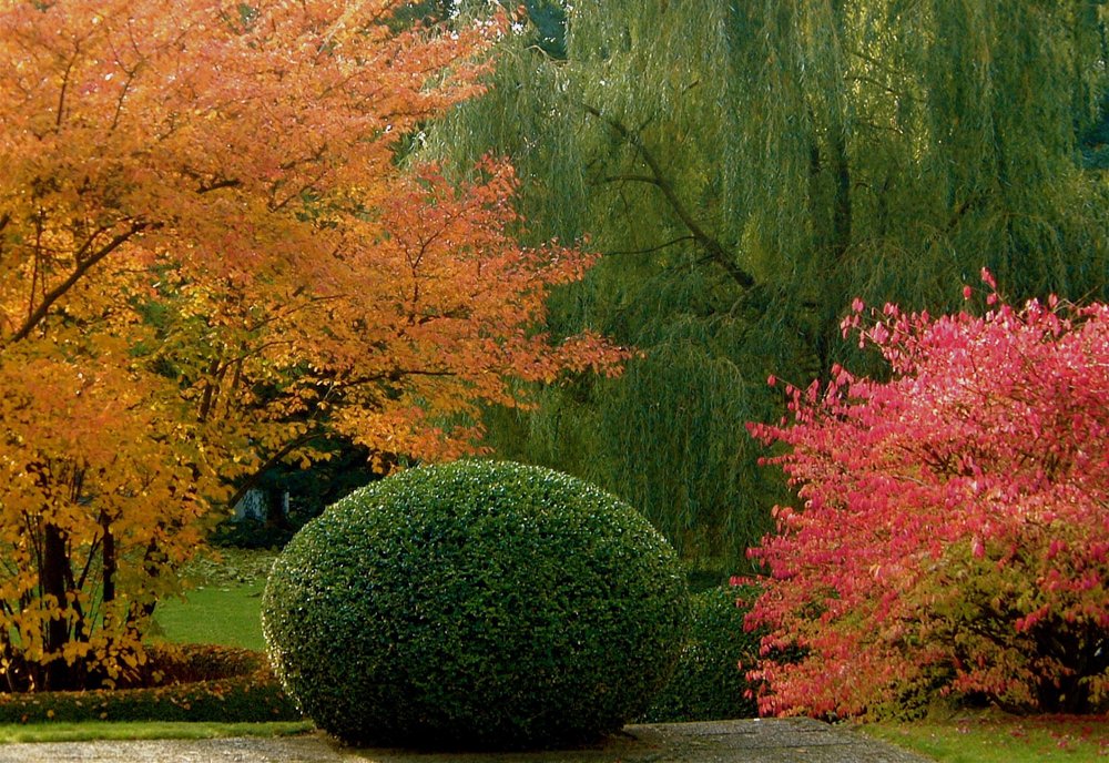 herbstliche-gartenbepflanzung-formgehoelz.png Ein akkurat in Kugelform geschnittener grüner Busch inmitten von farbenfrohen herbstlichen Bäumen und Sträuchern.