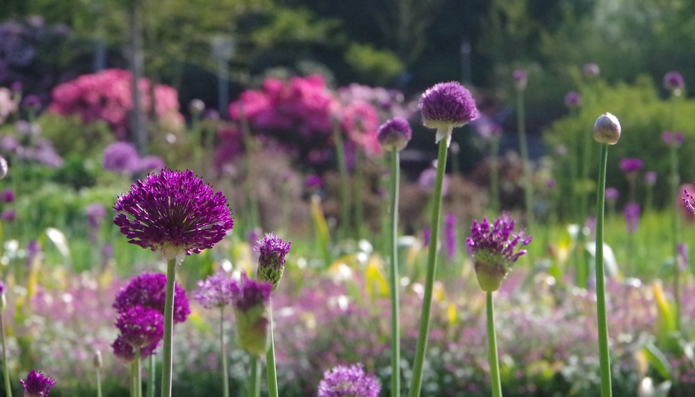zierlauch-beet.png Ein farbenfrohes Gartenbeet mit lila Zierlauch im Vordergrund und einer Vielzahl blühender Stauden im verschwommenen Hintergrund.